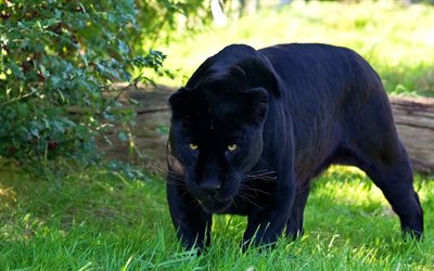 large panther, wild cat