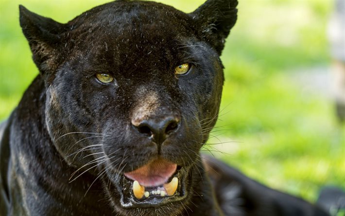 negro, jaguar, panther, foto de panteras