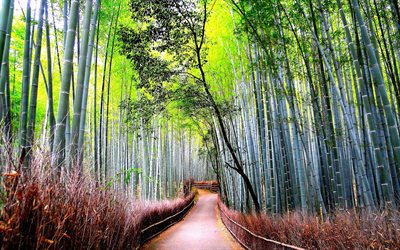 bamboo grove, forêt de bambous, photo