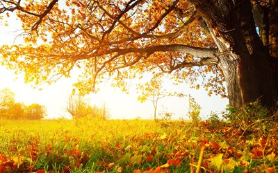 giallo, erba, autunno, mattina, quercia