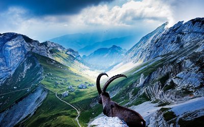 pilatus, la suisse, l'argali, des moutons de montagne, alpes