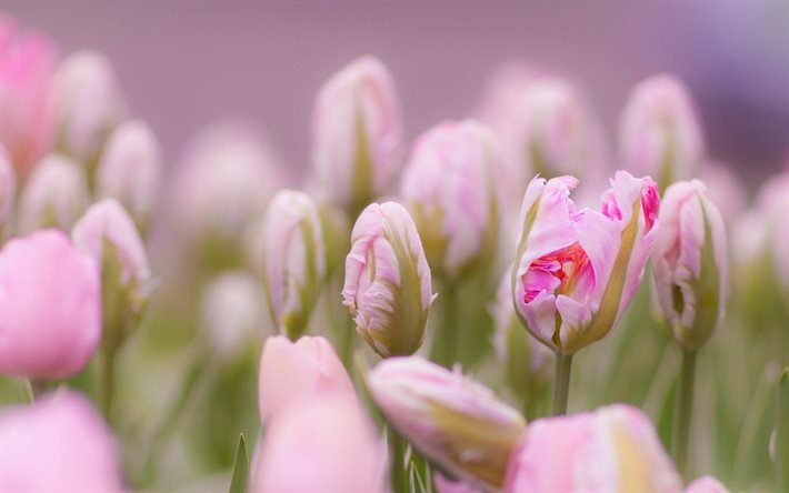 foto, rosa, tulipano