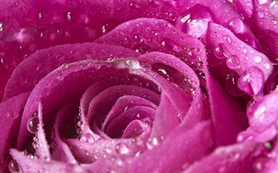 pink rose, rojava rose, rose