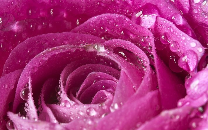 로즈 핑크, rojava rose, 미