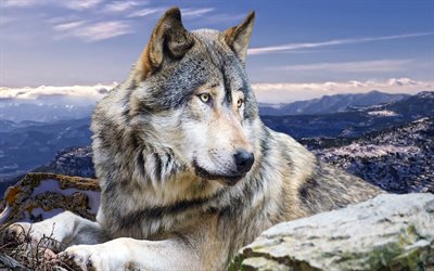 vovk, wolf, mountains