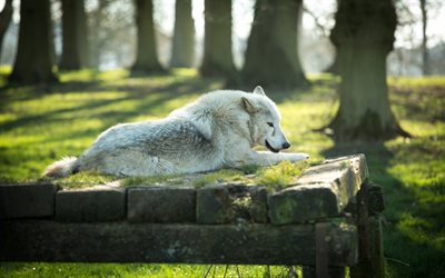 forest, white wolf, summer