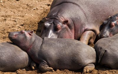 hippo, hippos, アフリカ, 写真のhippos