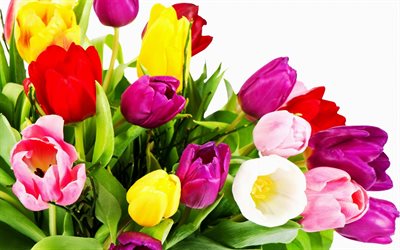 multi-colored tulips, bouquet, photo of tulips, field of tulips