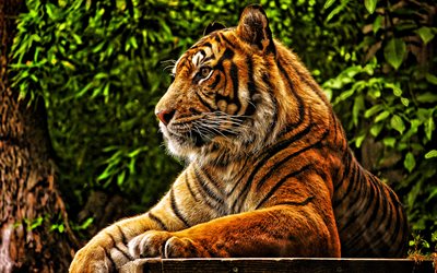 4k, tigre de sumatra, chat sauvage, tigre calme, animaux dangereux, tigre, panthera tigris sondaica, indonésie, tigres