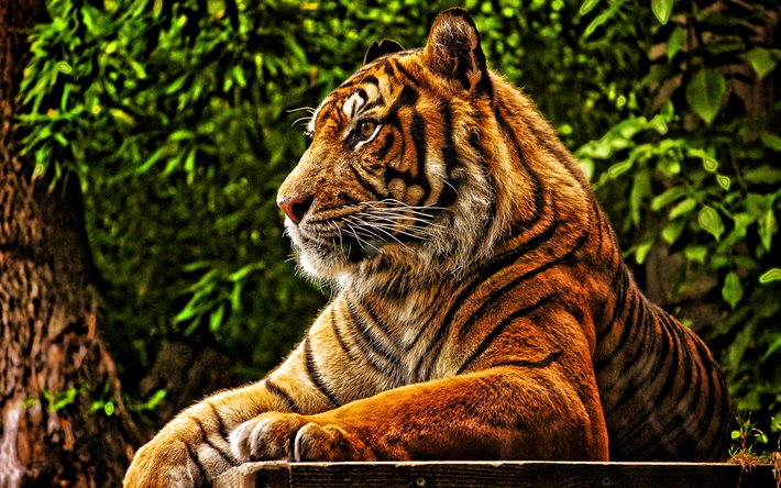 4k, Sumatran tiger, wild cat, calm tiger, dangerous animals, tiger, Panthera tigris sondaica, Indonesia, tigers