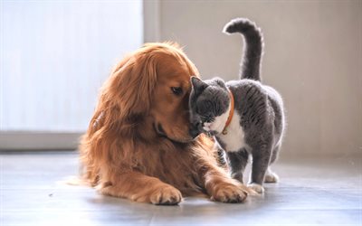 cat and dog, friendship, golden retriever, labrador, gray cat, cute animals, cats, dogs