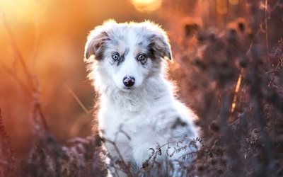 australischer hirtenwelpe, herbst, süße tiere, bokeh, aussie, australischer schäferhund, haustiere, welpen, hunde, australischer hirtenhund, aussie hund