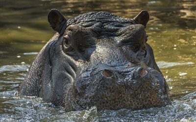 Hippopotamus, lake, water, Johannesburg Zoo, South Africa, Hippo