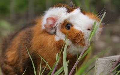 guinea pig, grass, blur, furry little animal