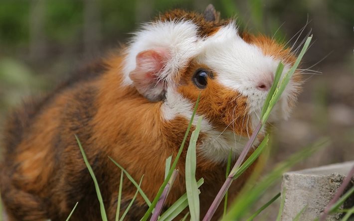 guinea pig, grass, blur, furry little animal