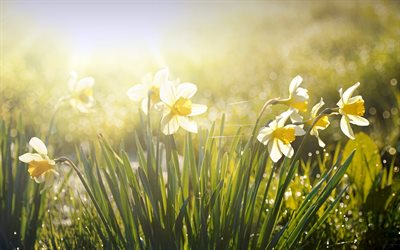 narcisos, 4k, flores de primavera, de cerca, amanecer, flores de primavera blanca, antecedentes con narcisos, primavera