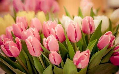 tulipas rosa, primavera, brotos de tulipa rosa, fundo com tulipas rosa, flores da primavera, tulip bouquet, flores rosa, tulipas