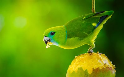 guiabero, 4k, nahaufnahme, exotische vögel, grüner papagei, bolbopsitakus lunulatus, papageien, psittaculidae