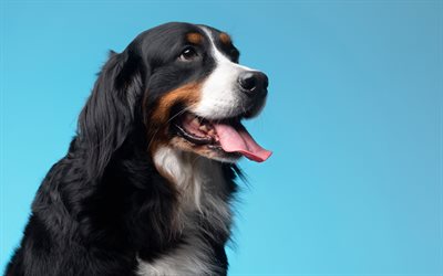 berner sennenhund, 4k, animali domestici, cani, sfondo blu, cane pastore bernese, cane nero, dog di berner sennenhund