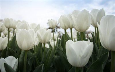 white tulips, wild flowers, spring, tulip field, Netherlands, beautiful white flowers, tulips