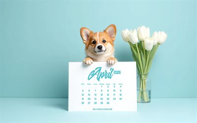 aprilkalender 2026, 4k, lilla corgi, april 2026 kalender, hund med kalender, söt corgi, aprilkalendrar, 2026 koncept, blå bakgrund, vita tulpaner, corgi