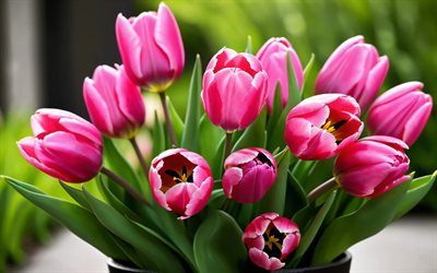 4k, الزنبق الوردي, خوخه, عن قرب, براعم, زهور الربيع, باقة من زهور التوليب, زهور جميلة, ربيع, الخلفية مع زهور التوليب, الزهور الوردية, براعم وردية, زهور التوليب