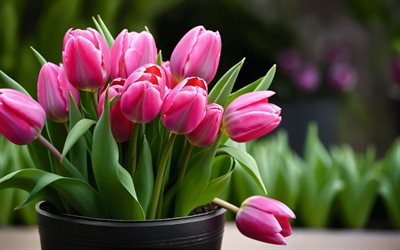 4k, الزنبق الوردي, مزهرية رمادية, باقة من زهور التوليب, براعم, زهور الربيع, خوخه, زهور جميلة, ربيع, الخلفية مع زهور التوليب, الزهور الوردية, براعم وردية, زهور التوليب