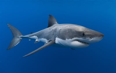 Köpekbalığı, yırtıcı, sualtı dünyası, tehlikeli hayvanlar