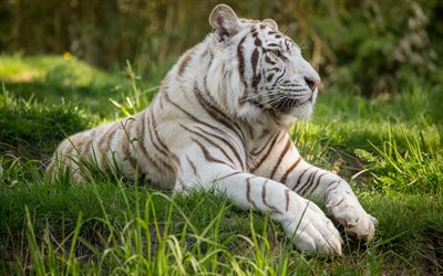 white tiger, predator, wildlife, rare animals, tigers