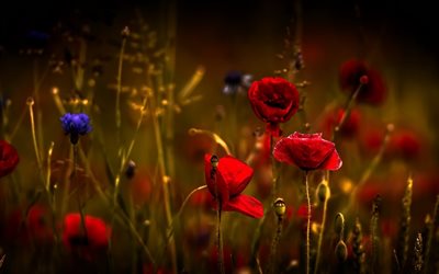 amapola, las flores silvestres, las rojas amapolas, flores de color rojo, verano