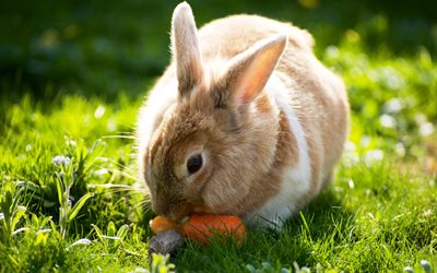 토, 귀여운 동물, 토끼, 녹색의 잔디, 당근