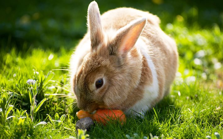 kanin, söta djur, kaniner, grönt gräs, morötter