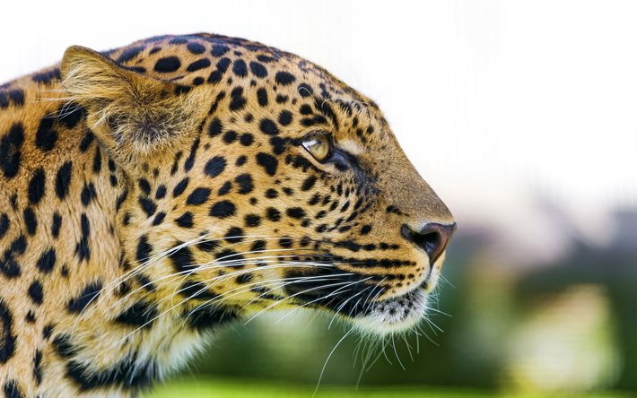 leopardi, iso kissa, saalistaja, kuono, villieläimet