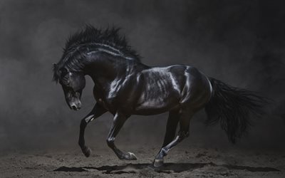 noir cheval au galop, les chevaux, la poussière