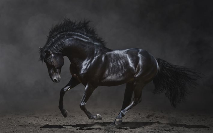 黒馬, 駆け足, 馬, 塵
