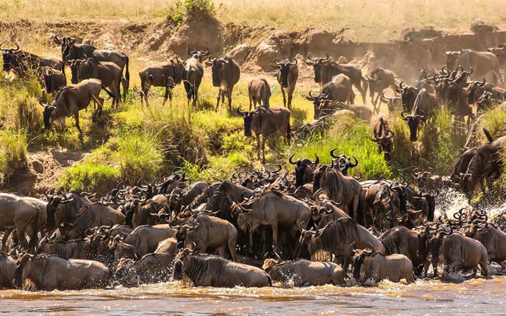 manada de ñus, áfrica, vida silvestre, manada de antílopes, tanzania, ñus, antílopes, animales salvajes