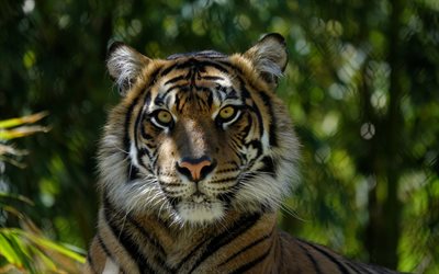 regard de tigre, prédateurs, faune, tigre surpris, asie, tigres, animaux dangereux, tigre, regard de prédateur