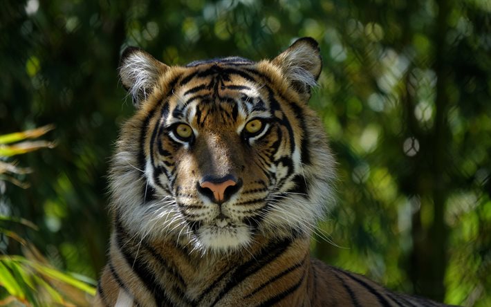 tigerblick, raubtiere, wildtiere, überraschter tiger, asien, tiger, gefährliche tiere, raubtierblick
