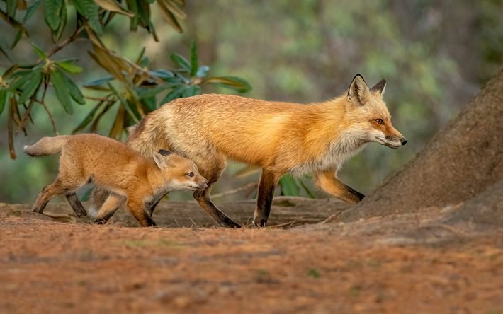 raposa com bebê, raposinha com a mãe, vida selvagem, predadores, raposas, animais selvagens, habitantes da floresta, raposa