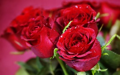 4k, red roses, water drops, buds, macro, bokeh, red flowers, roses, dew, pictures with roses, beautiful flowers, backgrounds with roses, red buds