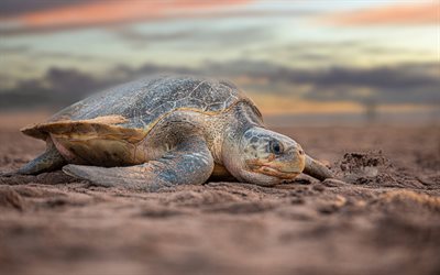 tortue sur la plage, tortue de mer, sable, soirée, coucher de soleil, chelonioidea, tortues marines, belle tortue, australie, côte, tortue