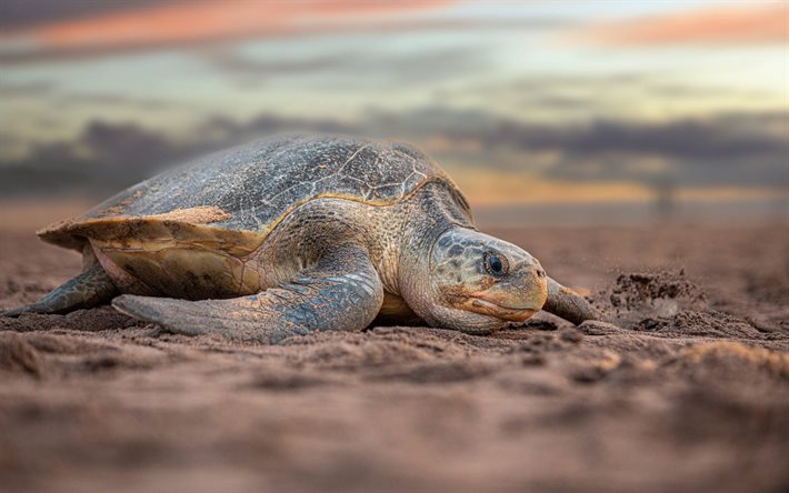 schildkröte am strand, meeresschildkröte, sand, abend, sonnenuntergang, chelonioidea, meeresschildkröten, schöne schildkröte, australien, küste, schildkröte