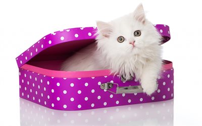 beyaz yavru kedi, hediye, kedi yavrusu, sevimli hayvanlar