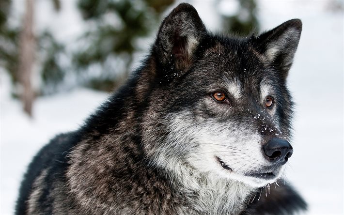 winter, wolf, predators, blur