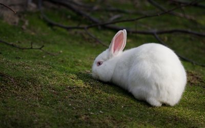 white rabbit, kriechen