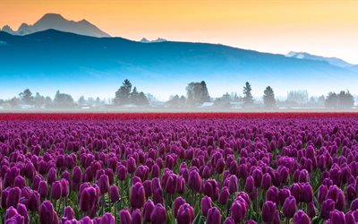 tulipas roxas, tulipas cor de rosa, um campo de flores