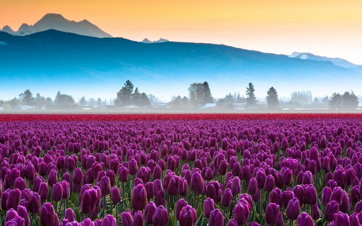 púrpura tulipanes, rosas tulipanes, un campo de flores