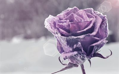 de rose, de violet