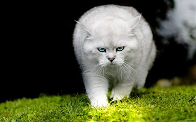 kissatiikeri, valkoinen kissa, kissojen valokuva