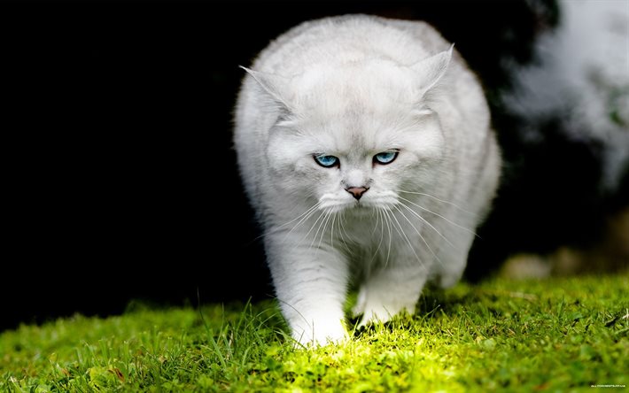 बिल्ली बाघ, सफेद बिल्ली, बिल्लियों फोटो